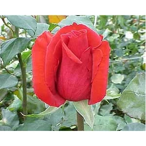 Роза "Royal massai"